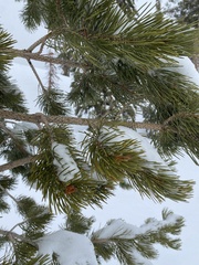 Pinus contorta murrayana