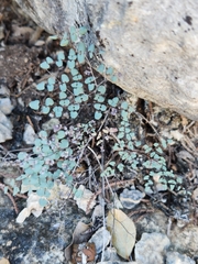 Argyrochosma microphylla