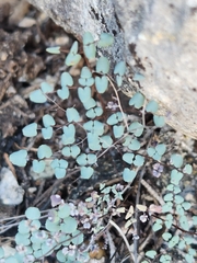Argyrochosma microphylla