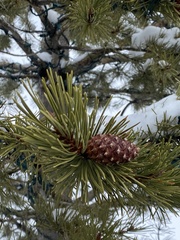 Pinus contorta murrayana