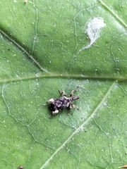 Stephanorhynchus curvipes