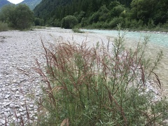 Calamagrostis pseudophragmites