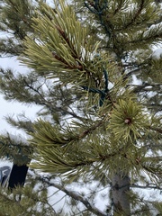 Pinus contorta murrayana