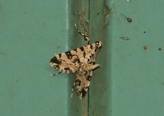 Conchylodes bryophilalis