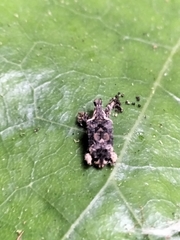 Stephanorhynchus curvipes