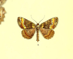 Hirasa aereus