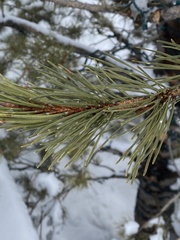 Pinus contorta murrayana