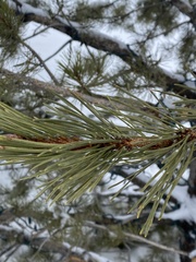 Pinus contorta murrayana