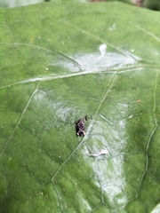 Stephanorhynchus curvipes