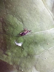 Stephanorhynchus curvipes