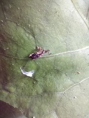 Stephanorhynchus curvipes