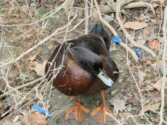 Anas platyrhynchos × Cairina moschata