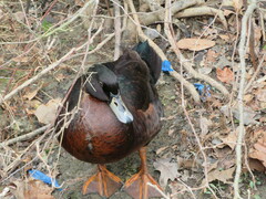 Anas platyrhynchos × Cairina moschata