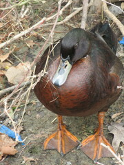 Anas platyrhynchos × Cairina moschata