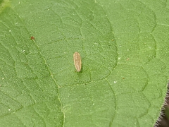 Thamnotettix dilutior