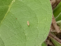 Thamnotettix dilutior