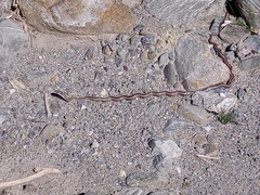 Philodryas psammophidea