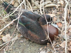 Anas platyrhynchos × Cairina moschata