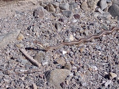 Philodryas psammophidea