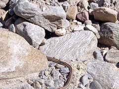 Philodryas psammophidea