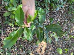 Citrus × taitensis