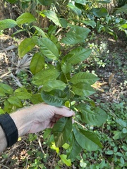 Citrus × taitensis