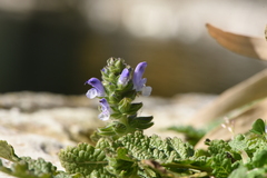 Salvia verbenaca