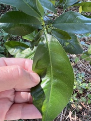 Citrus × taitensis