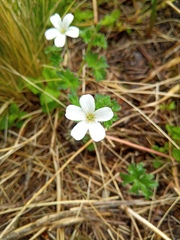 Geranium albicans