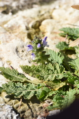 Salvia verbenaca