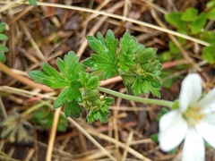 Geranium albicans