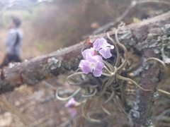 Tillandsia streptocarpa
