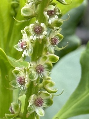 Phytolacca heterotepala