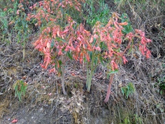 Begonia boliviensis