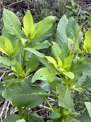 Phytolacca heterotepala