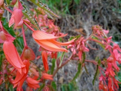 Begonia boliviensis