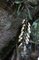 Specklinia grobyi