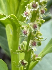 Phytolacca heterotepala