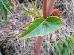 Begonia boliviensis