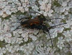 Stenopterus ater