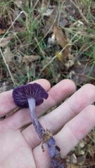 Laccaria amethystina image