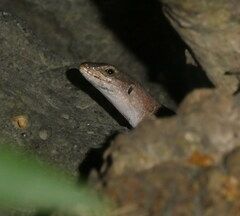 Podarcis siculus
