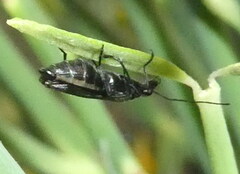 Coleoptera