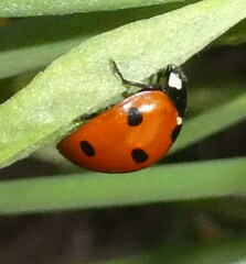 Coccinella septempunctata