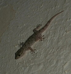 Tarentola mauritanica