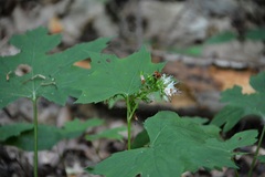 Hydrophyllum canadense