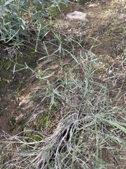 Stephanomeria pauciflora