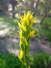 Gavilea lutea