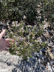 Conradina grandiflora