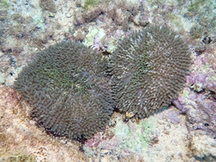 Stichodactyla helianthus